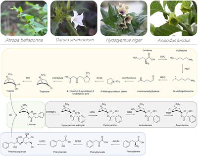 Biotechnological Approaches on Engineering Medicinal Tropane Alkaloid Production in Plants